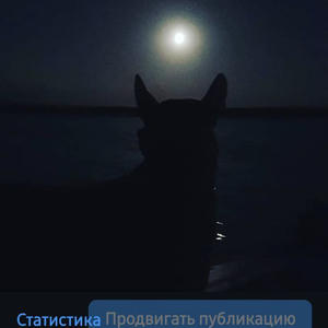 Братья меньшие