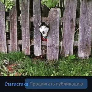 Братья меньшие