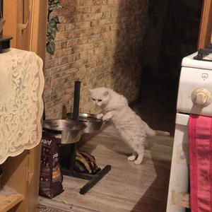 Братья меньшие