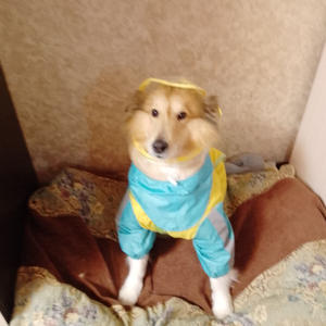 Братья меньшие