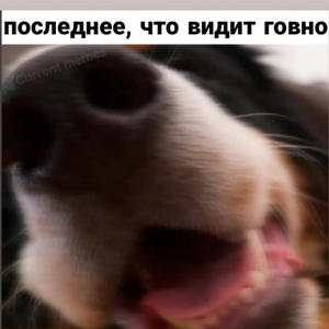 Братья меньшие