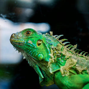 Братья меньшие