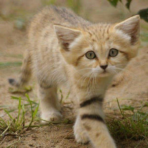 Братья меньшие