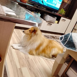 Братья меньшие