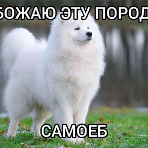 Братья меньшие