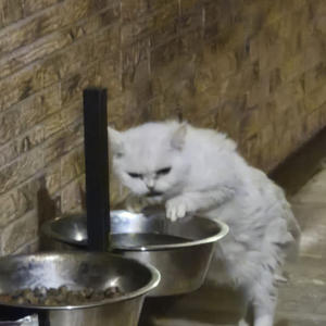 Братья меньшие
