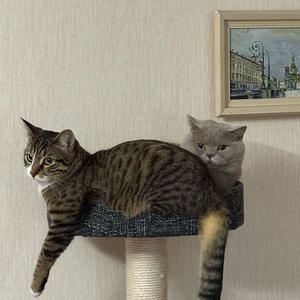 Братья меньшие