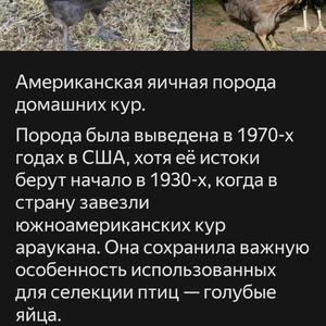 Вкуснотень