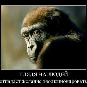 Братья меньшие