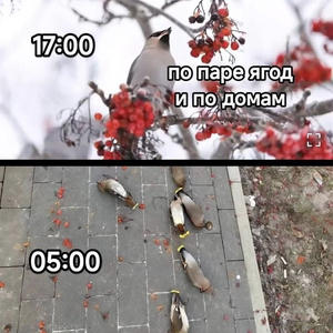Братья меньшие