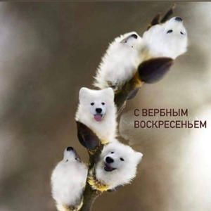 Братья меньшие