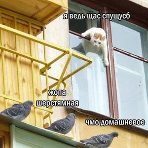 Братья меньшие