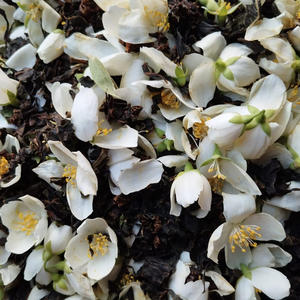 Вкуснотень