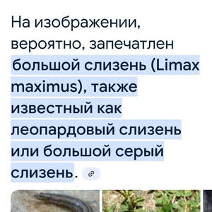 Братья меньшие