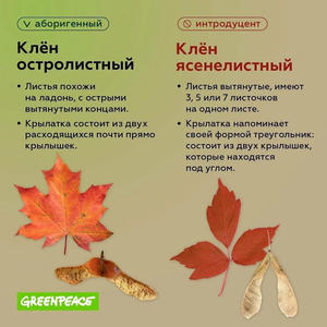 Братья меньшие