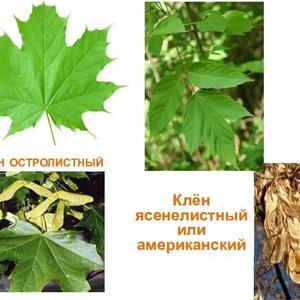 Братья меньшие