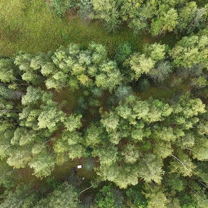 В Пеновском районе ученые сожгли лес ради древнего эксперимента