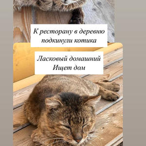 Братья меньшие