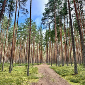 Сосновые колонны храма природы Селигера