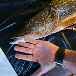 Рыбак поймал щуку весом 6,5 кг на Селигере