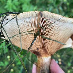 Вкуснотень