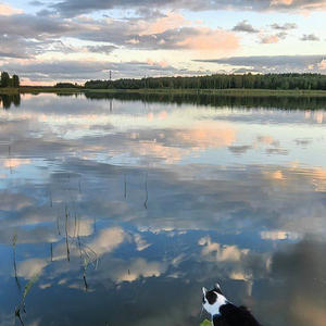 Братья меньшие