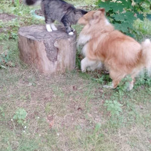 Братья меньшие