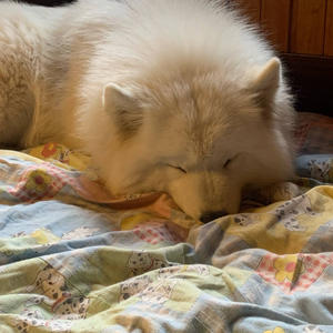 Братья меньшие