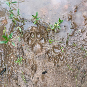 Братья меньшие