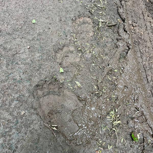 Братья меньшие