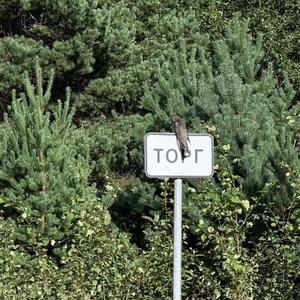 Братья меньшие