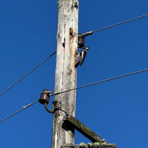 Братья меньшие