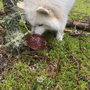 Братья меньшие