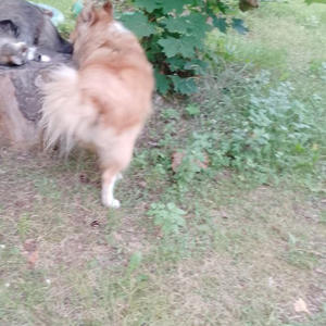 Братья меньшие