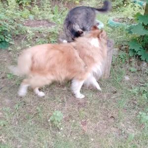 Братья меньшие