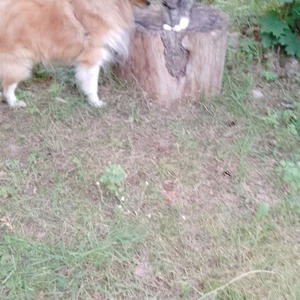 Братья меньшие