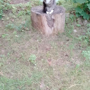 Братья меньшие