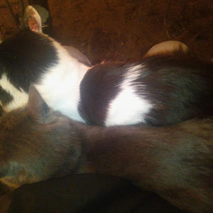 Братья меньшие