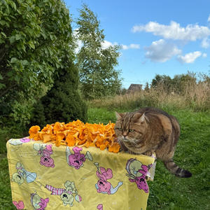 Братья меньшие