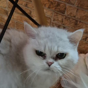 Братья меньшие