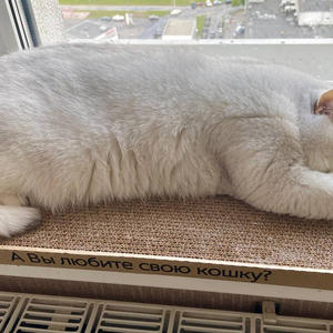 Братья меньшие