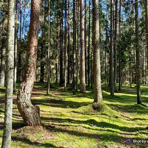 Лесной полдень в лучах солнца