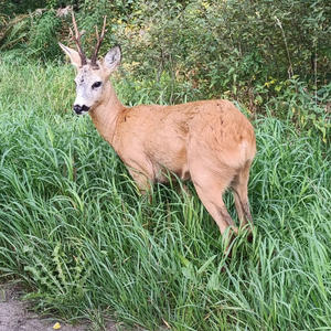 Братья меньшие