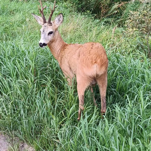 Братья меньшие