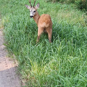 Братья меньшие