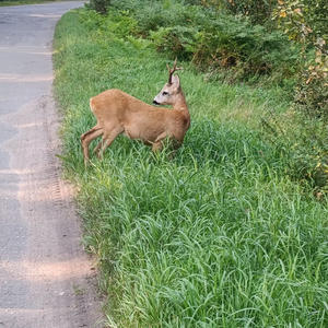 Братья меньшие