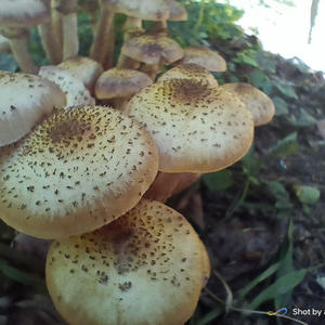 Вкуснотень