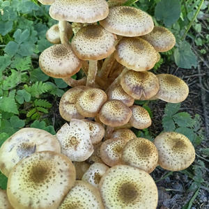 Вкуснотень