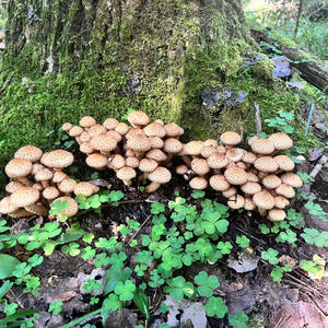 Вкуснотень