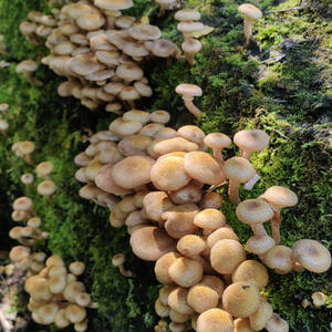 Вкуснотень